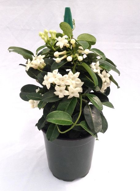 Stephanotis floribunda - Stephanotis floribunda - Iasomia de Madagascar