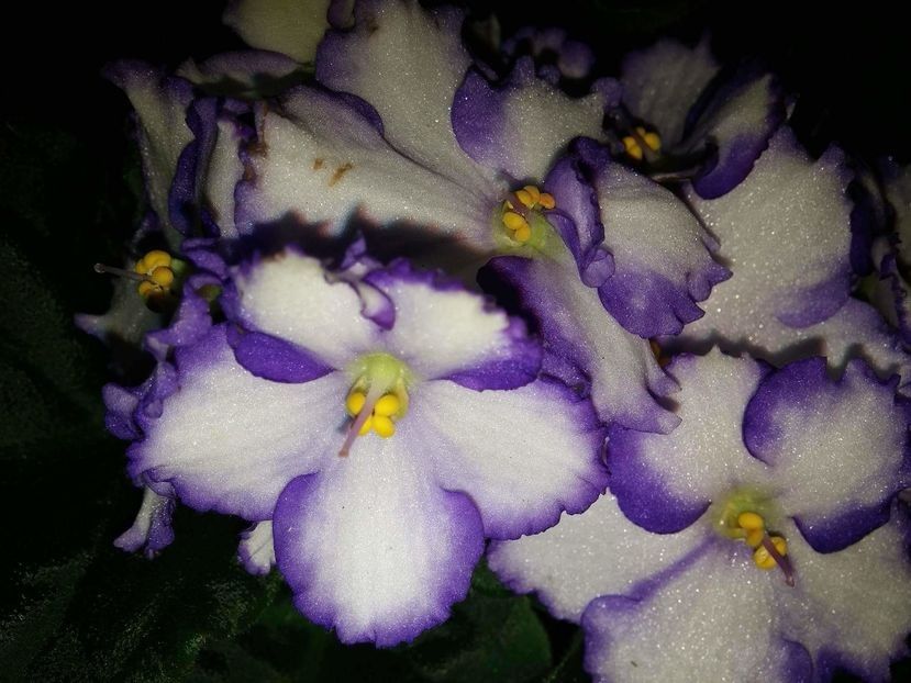 107792833_ECROJFV3 - violete in colectie