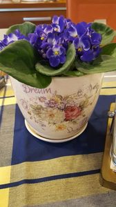 107792815_UIISBDI - violete in colectie