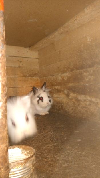 P_20171219_071741 - Cap de leu 2020