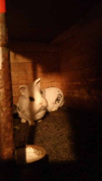 Mascul cap de leu - Cap de leu 2020