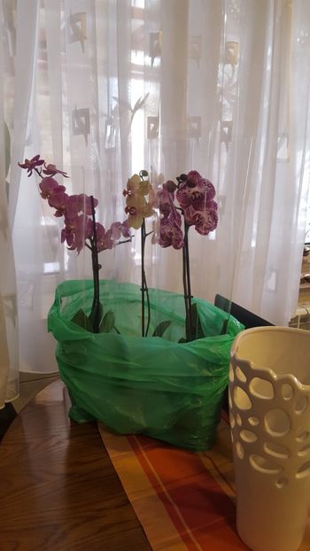  - orhidee in colectie