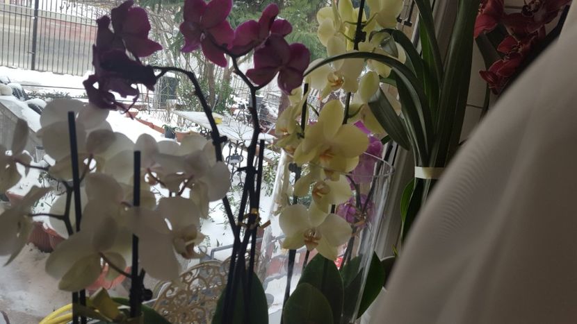  - orhidee in colectie