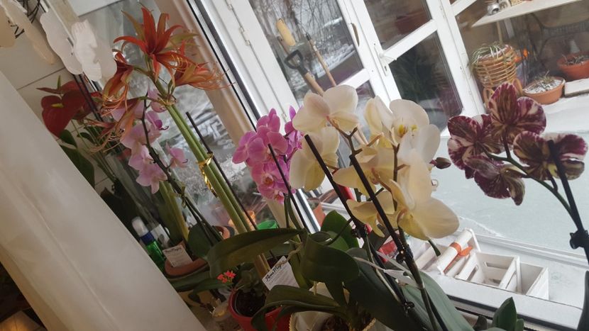  - orhidee in colectie