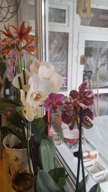  - orhidee in colectie