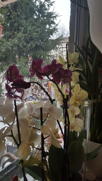  - orhidee in colectie