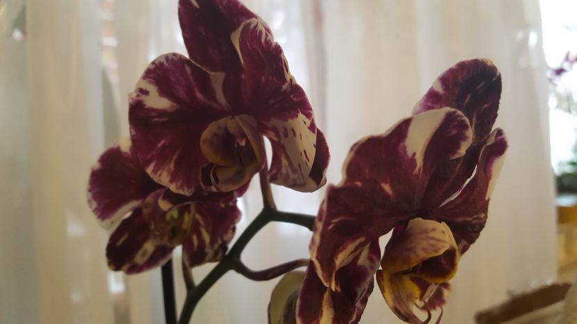  - orhidee in colectie