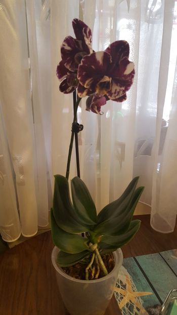  - orhidee in colectie