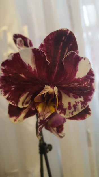  - orhidee in colectie