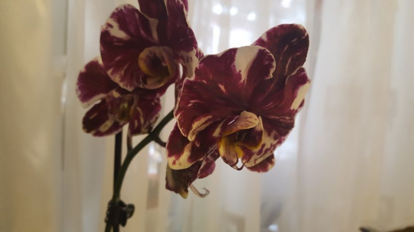  - orhidee in colectie