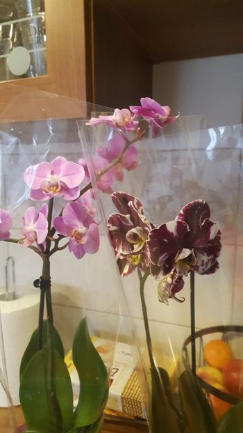  - orhidee in colectie