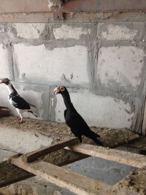  - Porumbei vanduti 2017-2025