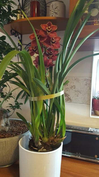  - orhidee in colectie