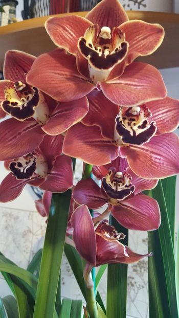  - orhidee in colectie