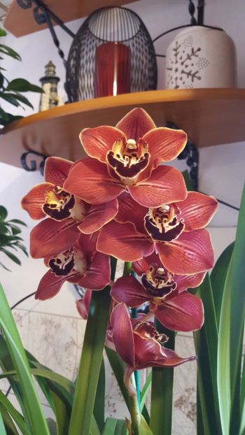  - orhidee in colectie