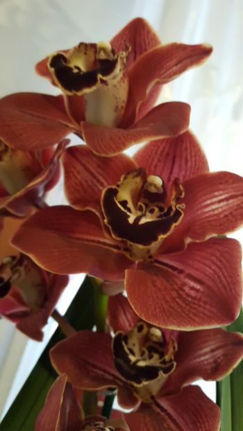  - orhidee in colectie