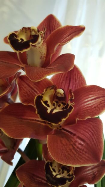  - orhidee in colectie