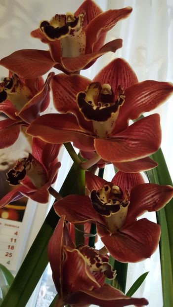  - orhidee in colectie