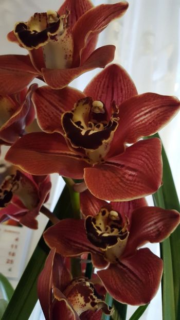 - orhidee in colectie