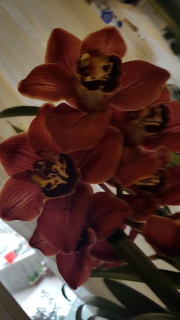  - orhidee in colectie