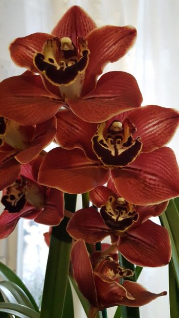  - orhidee in colectie