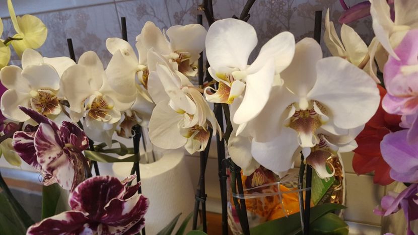  - Februarie