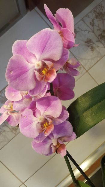  - Februarie