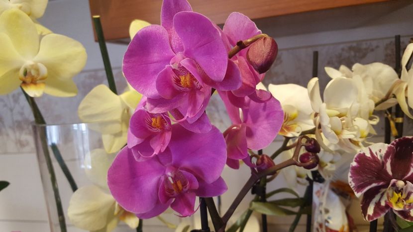  - Februarie