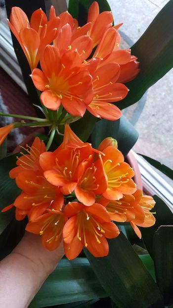  - Februarie