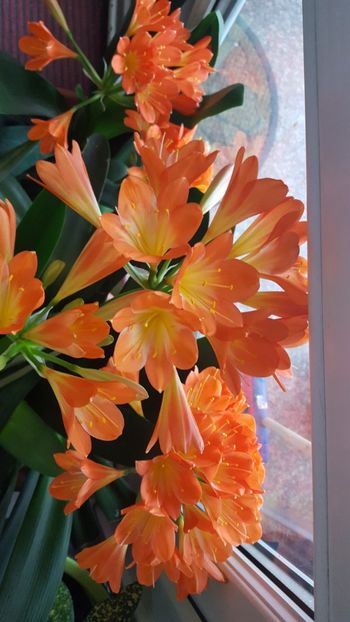  - Februarie