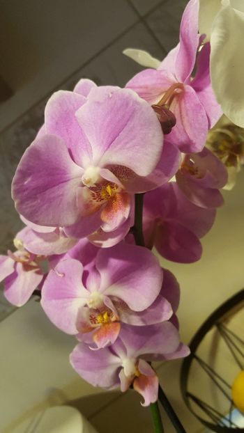  - Februarie