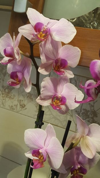 - Februarie