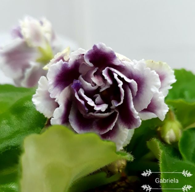 Rs Gertsoginea - AA violete africane de colectie