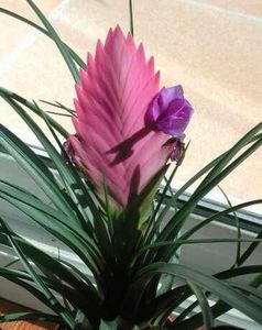 Tillandsia Cyanea - Tillandsia Cyanea