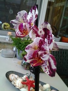  - orhidee in colectie