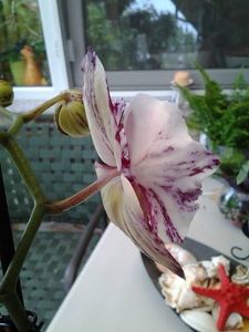  - orhidee in colectie