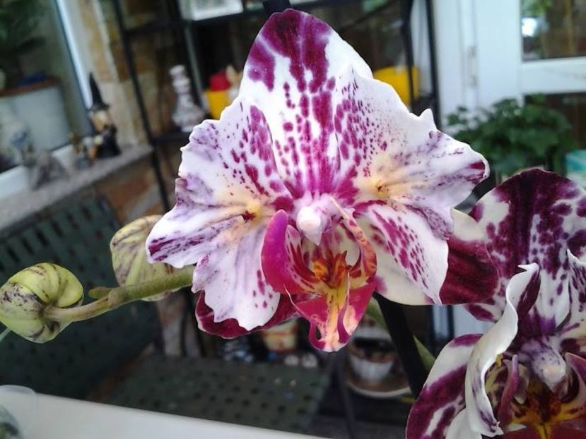  - orhidee in colectie
