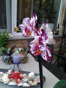  - orhidee in colectie