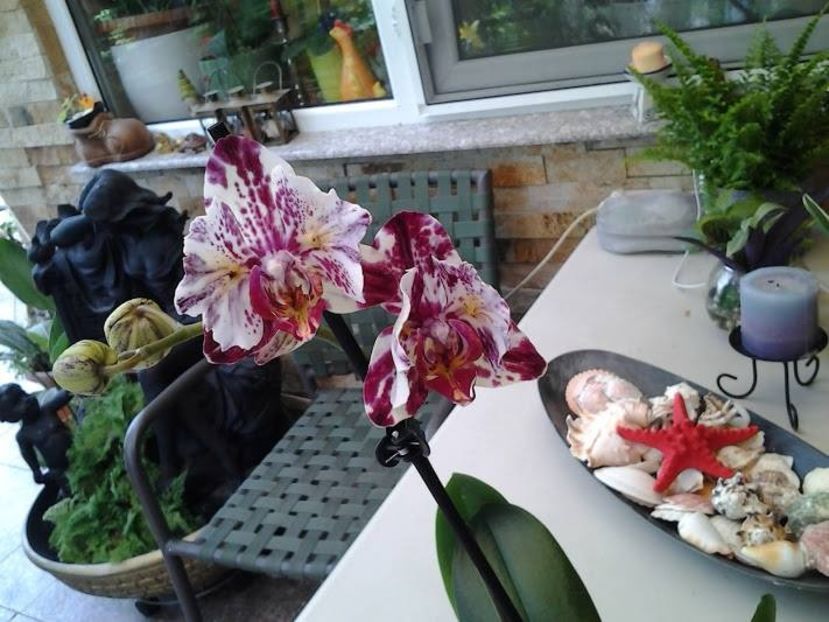  - orhidee in colectie