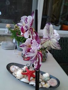  - orhidee in colectie