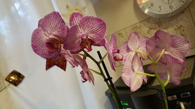  - orhidee in colectie