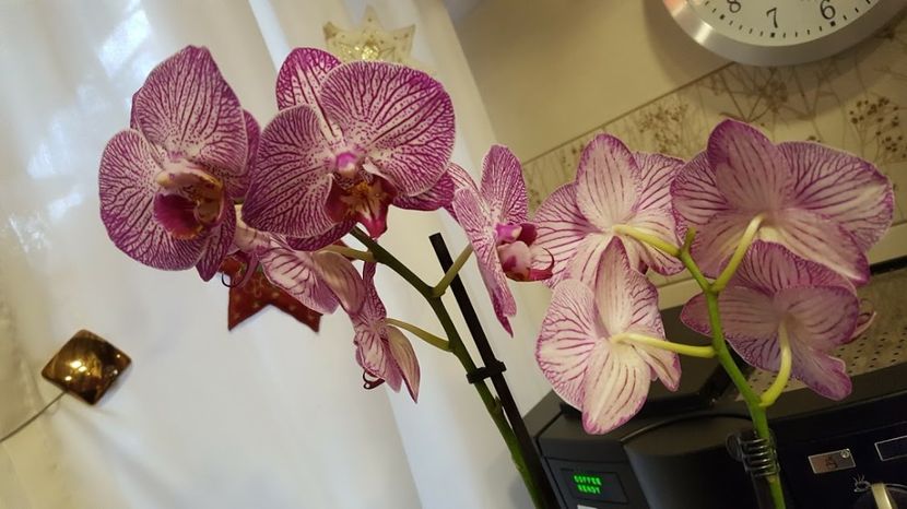  - orhidee in colectie