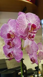  - orhidee in colectie