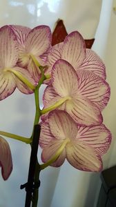  - orhidee in colectie