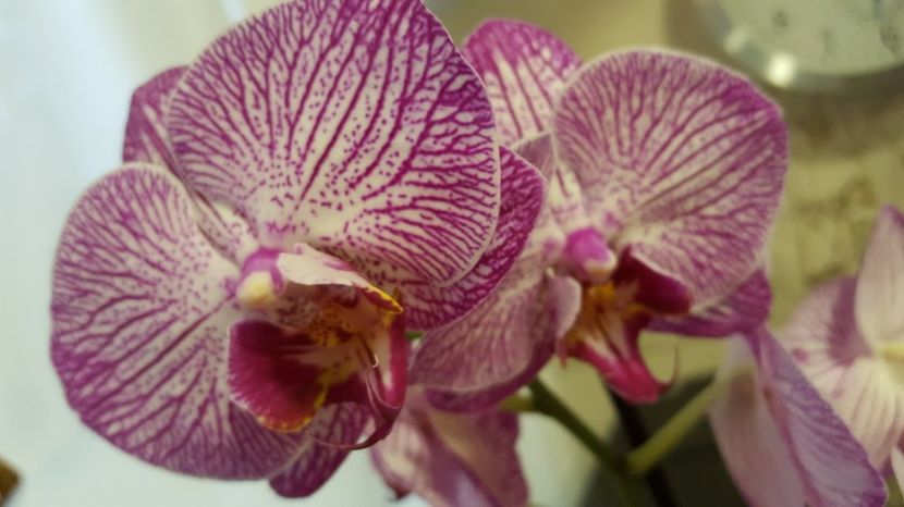  - orhidee in colectie