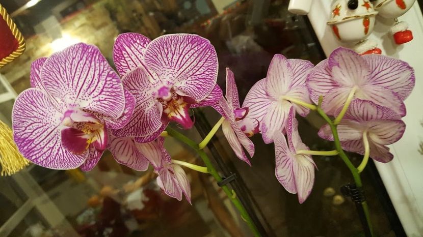  - orhidee in colectie