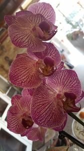  - orhidee in colectie