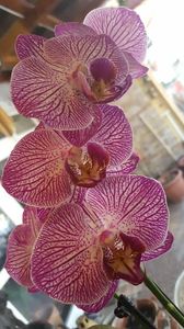  - orhidee in colectie