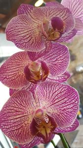  - orhidee in colectie