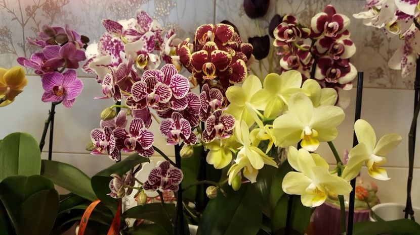  - orhidee in colectie